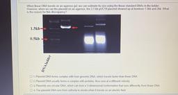 When linear DNA travels on an agarose gel, we can estimate its size using the linear standard DNAs in the ladder.
However, when we ran the plasmid on an agarose, the 2.7-kb pUC19 plasmid showed up at bewteen 1.5kb and 2kb. What
is the reason for this discr