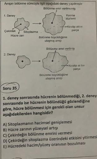 Amipin bölünme süreciyle ilgili aşağıdaki deney yapılmıştır
Bolünme emri verilmerniş
1. Deney
Kesme
düzlemi
Kesilip atidan
Çekirdek
parça
Sitoplazma
Hücre zari
Bolünme büyüklüğüne
ulaşmış amip
Bölünme emri verilmiş
2. Deney
Kesilip alan
parça
Bolünme büyük