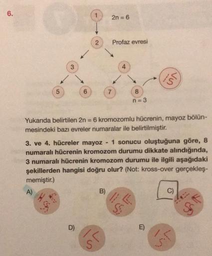 6.
2n = 6
2
Profaz evresi
3
4
vo
5
6
7
8
n=3
Yukarıda belirtilen 2n = 6 kromozomlu hücrenin, mayoz bölün-
mesindeki bazı evreler numaralar ile belirtilmiştir.
3. ve 4. hücreler mayoz 1 sonucu oluştuğuna göre, 8
numaralı hücrenin kromozom durumu dikkate alı