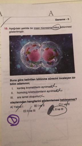 A
Deneme - 0
18. Aşağıdaki şekilde bir insan hücresinin mitoz bölünmesi
gösterilmiştir.
1
Buna göre belirtilen bölünme sürecini inceleyen bir
bilim adamının;
1. kardeş kromatitlerin ayrılmasol
II. homolog kromozomların ayrılması
.
III. ara lamel oluşumud
o