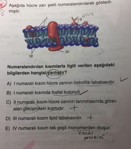 4.
Aşağıda hücre zarı şekli numaralandırılarak gösteril-
miştir.
Glikor
o
II
a. w
- IV
Numaralandırılan kısımlarla ilgili verilen aşağıdaki
bilgilerden hangisi qanlıştır?
L
A) I numaralı kısım hücre zarının hidrofilik tabakasıdır.
B) I numaralı kısımda fos