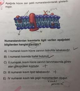 4.
Aşağıda hücre zarı şekli numaralandırılarak gösteril-
miştir.
Glikor
o
II
a. w
- IV
Numaralandırılan kısımlarla ilgili verilen aşağıdaki
bilgilerden hangisi qanlıştır?
L
A) I numaralı kısım hücre zarının hidrofilik tabakasıdır.
B) I numaralı kısımda fosfat bulunur
C) Il numaralı kısım hücre zarının tanınmasında görev
alan glikoprotein kısmıdır. +
D) III numaralı kısım lipid tabakasıdır. +
E) IV numaralı kısım tek çeşit monomerden oluşur.
kanal
protein
