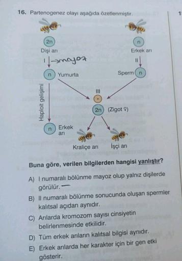 16. Partenogenez olayı aşağıda özetlenmiştir.
1
2n
n
Dişi ari
Erkek ari
llamajor
n) Yumurta
Sperman
III
Haploit gelişimi
2n) (Zigot 9)
n
Erkek
ari
Kraliçe ani
İşçi ari
Buna göre, verilen bilgilerden hangisi yanlıştır?
A) I numaralı bölünme mayoz olup yalnı