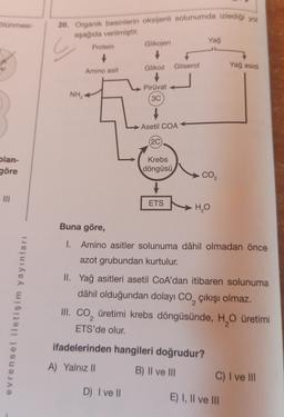 Blünmesi-
20. Organik besinlerin oksijenli solunumda izlediği yol
aşağıda verilmiştir.
Yağ
Protein
Glikojen
Glikoz
Gliserol
Yağ asidi
Amino asit
Pirüvat
NH,
3C
Asetil COA
(2C
Dlan-
göre
Krebs
döngüsü
CO₂
ETS
HO
Buna göre,
I. Amino asitler solunuma dâhil olmadan önce
azot grubundan kurtulur.
II. Yağ asitleri asetil CoA'dan itibaren solunuma
dâhil olduğundan dolayı CO, çıkışı olmaz.
III. CO, üretimi krebs döngüsünde, H, üretimi
ETS'de olur.
2
evrensel iletişim yayınları
ifadelerinden hangileri doğrudur?
A) Yalnız II
B) II ve III
C) I ve III
D) I ve II
E) I, II ve 111