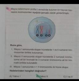 18. Mayoz bölünmenin profaz I evresinde bulunan bir hayvan hüc-
resinin kromozomları aşağıda şematik olarak gösterilmiştir.
XX
1 2
3 4
Buna göre,
1. Mayoz I sonucunda oluşan hücrelerde 1 ve 4 numaralı kro-
mozomlar birlikte bulunamaz.
II. Mayoz ll sonucunda oluşan hücrelerde 2 numaralı kromo-
zoma ait bir kromatit ile 3 numaralı kromozoma ait bir kro-
matit birlikte bulunabilir.
III. Mayoz I sonucunda n = 4 kromozomlu iki hücre oluşur.
ifadelerinden hangileri doğrudur?
A) Yalnız!
B) Yalnız II
C) I ve II