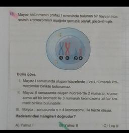 18. Mayoz bölünmenin profaz I evresinde bulunan bir hayvan hüc-
resinin kromozomları aşağıda şematik olarak gösterilmiştir.
XX
1 2
3 4
Buna göre,
1. Mayoz I sonucunda oluşan hücrelerde 1 ve 4 numaralı kro-
mozomlar birlikte bulunamaz.
II. Mayoz ll sonucunda oluşan hücrelerde 2 numaralı kromo-
zoma ait bir kromatit ile 3 numaralı kromozoma ait bir kro-
matit birlikte bulunabilir.
III. Mayoz I sonucunda n = 4 kromozomlu iki hücre oluşur.
ifadelerinden hangileri doğrudur?
A) Yalnız!
B) Yalnız II
C) I ve II
