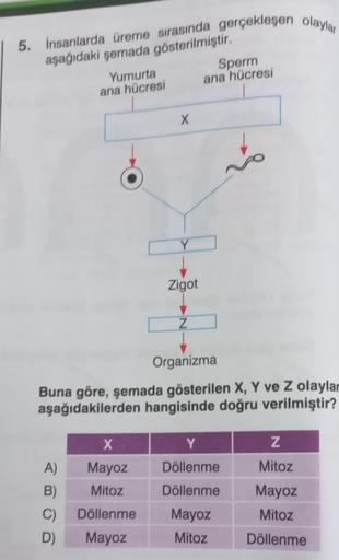 5. İnsanlarda üreme sırasında gerçekleşen olaylar
aşağıdaki şemada gösterilmiştir,
Yumurta
Sperm
ana hücresi ana hücresi
X
Y
Zigot
Z
Organizma
Buna göre, şemada gösterilen X, Y ve Z olaylar
aşağıdakilerden hangisinde doğru verilmiştir?
X
Y
Z
Mayoz
Döllenme