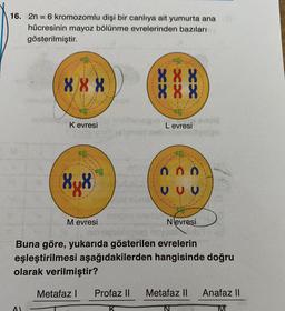 16. 2n = 6 kromozomlu dişi bir canlıya ait yumurta ana
hücresinin mayoz bölünme evrelerinden bazıları
gösterilmiştir.
888
888
888
Kevresi
Levresi
0 0 0
848
VVV
Mevresi
Nevresi
Buna göre, yukarıda gösterilen evrelerin
eşleştirilmesi aşağıdakilerden hangisinde doğru
olarak verilmiştir?
Metafaz |
Profaz Il
Metafaz II
Anafaz II
AS