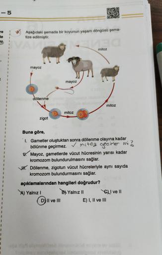 - 5
re
de
Aşağıdaki şemada bir koyunun yaşam döngüsü şema-
tize edilmiştir.
1
mitoz
.
-
mayoz
mayoz
döllenme
mitoz
mitoz
zigot
Buna göre,
1. Gametler oluştuktan sonra döllenme olayına kadar
bölünme geçirmez. V mitoz gecirler mi?
W. Mayoz, gametlerde vücut