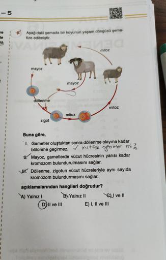 - 5
re
de
Aşağıdaki şemada bir koyunun yaşam döngüsü şema-
tize edilmiştir.
1
mitoz
.
-
mayoz
mayoz
döllenme
mitoz
mitoz
zigot
Buna göre,
1. Gametler oluştuktan sonra döllenme olayına kadar
bölünme geçirmez. V mitoz gecirler mi?
W. Mayoz, gametlerde vücut 