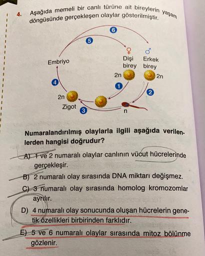 4.
Aşağıda memeli bir canlı türüne ait bireylerin yaşam
döngüsünde gerçekleşen olaylar gösterilmiştir.
5
Erkek
Embriyo
Dişi
birey birey
2n
2n
1
2
2n
Zigot
3
n
5
Numaralandırılmış olaylarla ilgili aşağıda verilen
lerden hangisi doğrudur?
A) 1 ve 2 numaralı