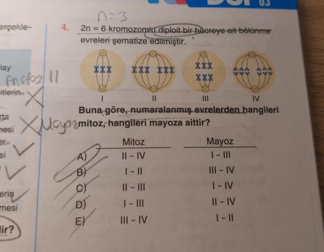 US
erpokle-
2n = 6 kromozomlu diploit bir hücreye ait bölünme
evreleri şematize edilmiştir.
lay
***
XXX XXX
e
XXX
8886
Ba
ca
Anglez Il
itlerin
II
III
IV
rta
Xucyo mitoz, hangileri mayoza aittir?
Buna göre, numaralanmış evrelerden hangileri
,
nesi
er
Mitoz
