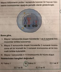 Mayoz bölünmenin profazl evresinde bulunan bir hayvan hüc-
resinin kromozomları aşağıda şematik olarak gösterilmiştir.
XX
1 2 3 4
1
Buna göre,
I. Mayoz I sonucunda oluşan hücrelerde 1 ve 4 numaralı kro-
mozomlar birlikte bulunamaz.
II. Mayoz ll sonucunda oluşan hücrelerde 2 numaralı kromo-
zoma ait bir kromatit ile 3 numaralı kromozoma ait bir kro-
matit birlikte bulunabilir.
III. Mayoz I sonucunda n = 4 kromozomlu iki hücre oluşur.
ifadelerinden hangileri doğrudur?
A) Yalniz !
(
B) Yalnız II
C) I ve II
D) I ve III
E) II ve III
