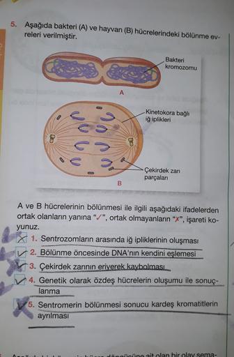 5. Aşağıda bakteri (A) ve hayvan (B) hücrelerindeki bölünme ev-
releri verilmiştir.
Bakteri
kromozomu
A
Kinetokora bağlı
iğ iplikleri
DO
Çekirdek zarı
parçaları
A ve B hücrelerinin bölünmesi ile ilgili aşağıdaki ifadelerden
ortak olanların yanına "/", orta