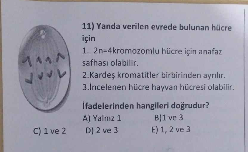 hann
W
11) Yanda verilen evrede bulunan hücre
için
1. 2n=4kromozomlu hücre için anafaz
safhası olabilir.
2.Kardeş kromatitler birbirinden ayrılır.
3.incelenen hücre hayvan hücresi olabilir.
ifadelerinden hangileri doğrudur?
A) Yalnız 1 B)1 ve 3
D) 2 ve 3 E