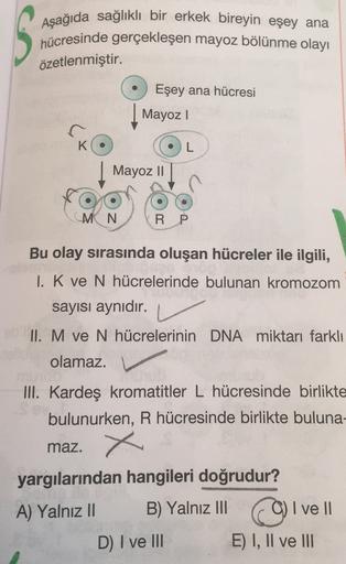Aşağıda sağlıklı bir erkek bireyin eşey ana
hücresinde gerçekleşen mayoz bölünme olayı
özetlenmiştir.
Eşey ana hücresi
Mayoz!
L
Mayoz 11
MN
RP
Bu olay sırasında oluşan hücreler ile ilgili,
I. K ve N hücrelerinde bulunan kromozom
sayısı aynıdır.
II. M ve N