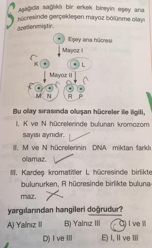 Aşağıda sağlıklı bir erkek bireyin eşey ana
hücresinde gerçekleşen mayoz bölünme olayı
özetlenmiştir.
Eşey ana hücresi
Mayoz!
L
Mayoz 11
MN
RP
Bu olay sırasında oluşan hücreler ile ilgili,
I. K ve N hücrelerinde bulunan kromozom
sayısı aynıdır.
II. M ve N 