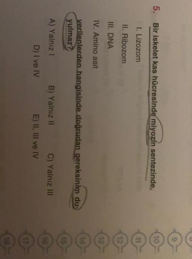 5. Bir iskelet kas hücresinde miyozin sentezinde,
10
1. Lizozom
11
II. Ribozom
12
III. DNA
IV. Amino asit
14
verilenlerden hangisinde doğrudan gereksinim du-
yulmaz?
A) Yalnız 1
B) Yalnız II
C) Yalnız III
D) I ve IV
E) II, III ve IV
