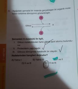 TOO
8. Aşağıdaki şemada bir insanda gerçekleşen iki organik mole-
külün birbirine dönüşümü gösterilmiştir.
N
Glikoz
x
N
✓
BOLUM - 2
Şemadaki X molekülü ile ilgili,
1. Glikoz molekülünden farklı olarak azot atomu bulundu-
rur.
II. Proteinlerin yapı taşıdır.
III. Glikoza dönüşmesi katabolik bir olaydır.
ifadelerinden hangileri doğrudur?
A) Yalnızl
B) Yalnız III
C) I ve II
D) II ve III
E) II ve III
