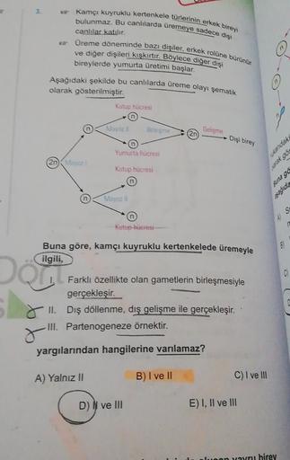 3
kamçı kuyruklu kertenkele türlerinin erkek bireyi
bulunmaz. Bu canlılarda üremeye sadece dişi
canlilar katılır.
Ureme döneminde bazı dişiler, erkek rolüne bürünür
ve diğer dişileri kışkırtır. Böylece diğer dişi
bireylerde yumurta üretimi başlar.
Aşağıdak