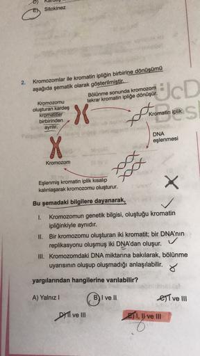 D)
Sitokinez
2.
Kromozomlar ile kromatin ipliğin birbirine
dönüşümü
aşağıda şematik olarak gösterilmiştir.
Bölünme sonunda kromozom
Kromozomu
tekrar kromatin ipliğe dönüşür.
oluşturan
kardeş
kromatitler
birbirinden
Kromatin iplik
ayrılır.
X
D
roman
o tolik