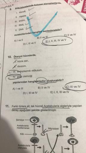 UNİKO
roplast
Bitki hücrelerinde bulunan kloroplastlarda,
9.
1. klorofil
II. nişasta,
III. enzim,
IV. RNA, L
V. DNA
moleküllerinden hangileri sentezlenebilir?
A) I ve II
D) I, III ve V
B) II ve III
C) II ve IV
E) I, II, III, IV ve V
10. Ökaryot hücrelerde,