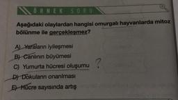 NÖRNEK SORU
Aşağıdaki olaylardan hangisi omurgalı hayvanlarda mitoz
bölünme ile gerçekleşmez?
A) Yaraların iyileşmesi
B) Canlının büyümesi
C) Yumurta hücresi oluşumu
D) Dokuların onarılması
E) Hücre sayısında artış
?
