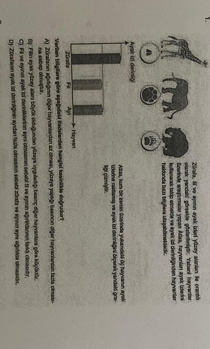 Zürafa, fil ve ayının ayak izleri yüzey alanları ile orantılı
olarak yandak görselde gösterilmiştir. Yabani hayvanlar
Üzotinde araştırmalar yapan Atlas, hayvanlan ayak izlerini
kullanarak takip etmekte ve ayak izi derinliğinden hayvanlar
hakkında bazı bilg