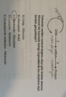 .
3
rodilaya
C
DNA-2
mRNA
Protein
transkripsryer traslasyon
Yukarıda verilen santral doğma olayı göz önüne alınırsa
ökaryot bir hücrede hangi organellerde bu olayların üçü
birden gerçekleşir?
A) Golgi -Ribozom
B) Kloroplast - Kofut
C) Mitokondri - Kloroplast
D) Lizozom - Sentrozom
E) Endoplazmik redikulum - Mitokondri
