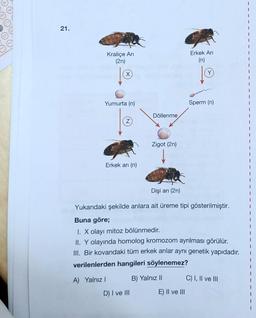 21.
1
Kraliçe Ari
(2n)
Erkek Ari
(n)
1
1
(Y)
(x
D®
10
Yumurta (n)
Sperm (n)
1
Döllenme
z
Zigot (2n)
Erkek ari (n)
Dişi arı (2n)
Yukarıdaki şekilde arılara ait üreme tipi gösterilmiştir.
Buna göre;
I. X olayı mitoz bölünmedir.
II. Y olayında homolog kromozom ayrılması görülür.
III. Bir kovandaki tüm erkek arılar aynı genetik yapıdadır.
verilenlerden hangileri söylenemez?
A) Yalnız
B) Yalnız II
C) I, II ve III
D) I ve III
E) II ve III
