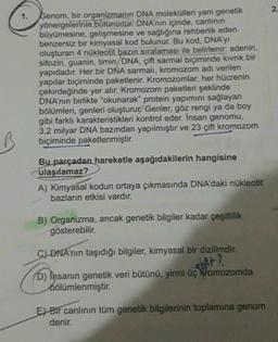 2.
1.
Genom, bir organizmanın DNA molekülleri yani genetik
yönergelerinin bütünüdür. DNA'nın içinde, canlının
büyümesine, gelişmesine ve sağlığına rehberlik eden
benzersiz bir kimyasal kod bulunur. Bu kod, DNA'y
oluşturan 4 nükleotit bazın sıralaması ile belirlenir: adenin,
sitozin, guanin, timin/DNA, çift sarmal biçiminde kıvrık bir
yapıdadır. Her bir DNA sarmalı, kromozom adı verilen
yapılar biçiminde paketlenir. Kromozomlar, her hücrenin
çekirdeğinde yer alır. Kromozom paketleri şeklinde
DNA'nın birlikte "okunarak" protein yapımını sağlayan
bölümleri, genleri oluşturur. Genler, göz rengi ya da boy
gibi farklı karakteristikleri kontrol eder. Insan genomu,
3,2 milyar DNA bazından yapılmıştır ve 23 çift kromozom
biçiminde paketlenmiştir.
Bu parçadan hareketle aşağıdakilerin hangisine
ulaşılamaz?
A) Kimyasal kodun ortaya çıkmasında DNA'daki nükleotit
bazların etkisi vardır.
B) Organizma, ancak genetik bilgiler kadar çeşitlilik
gösterebilir.
C) DNA'nın taşıdığı bilgiler, kimyasal bir dizilimdir.
SUAR?
D) Insanın genetik veri bütünü, yirmi üç kromozomda
bölümlenmiştir.
E) Bir canlının tüm genetik bilgilerinin toplamına genom
denir.