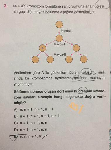 3.
44 + XX kromozom formülüne sahip yumurta ana hücresi-
nin geçirdiği mayoz bölünme aşağıda gösterilmiştir.
Interfaz
Mayoz-1
Mayoz-11
Verilenlere göre A ile gösterilen hücrenin oluşumu sıra-
sında bir kromozomda ayrılmama şeklinde mutasyon
yaşanmıştır.
Bö