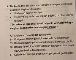 18. Bir kovandaki bal arılarının yapısını inceleyen araştırmacı
aşağıdaki bilgilere ulaşmıştır.
Kraliçe arı baskın fenotipli
Erkek ve işçi arılardan bazıları baskın, bazıları çekinik
fenotipli
Tüm erkek ve işçi arılar aynı kraliçenin yavruları olduğu-
na göre, aşağıdakilerden hangisi yanlıştır?
A) Kraliçe ari heterozigot genotiptedir.
B) Kraliçe arı çekinik genotipli erkeklerle de çiftleşmiştir.
C) Baskin fenotipli işçi arıları heterozigot genotipte olabilir.
D) Baskın fenotipli erkekle çiftleşen kraliçenin tüm erkek
yavruları baskın fenotipli olur.
E) Çekinik fenotipli işçi arılar homozigot çekinik genotiptedir.