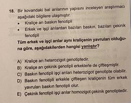 18. Bir kovandaki bal arılarının yapısını inceleyen araştırmacı
aşağıdaki bilgilere ulaşmıştır.
Kraliçe arı baskın fenotipli
Erkek ve işçi arılardan bazıları baskın, bazıları çekinik
fenotipli
Tüm erkek ve işçi arılar aynı kraliçenin yavruları olduğu-
na göre, aşağıdakilerden hangisi yanlıştır?
A) Kraliçe ari heterozigot genotiptedir.
B) Kraliçe arı çekinik genotipli erkeklerle de çiftleşmiştir.
C) Baskin fenotipli işçi arıları heterozigot genotipte olabilir.
D) Baskın fenotipli erkekle çiftleşen kraliçenin tüm erkek
yavruları baskın fenotipli olur.
E) Çekinik fenotipli işçi arılar homozigot çekinik genotiptedir.
