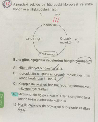 17) Aşağıdaki şekilde bir hücredeki kloroplast ve mito-
kondriye ait ilişki gösterilmiştir.
işik
All
Kloroplast
CO2 + H20
Organik
molekül
+
02
Mitokondri
Buna göre, aşağıdaki ifadelerden hangisi yanlıştır?
A) .
lixerait
A) Hücre ökaryot bir canlıya aittir.