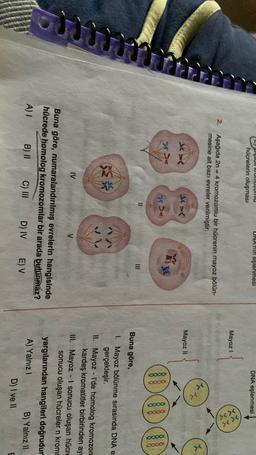 Pipiul NUMUZUNU
UNA'nin eşlenmesi
DNA eşlenmesi
hücrelerin oluşması
Mayoz !
2.
Aşağıda 2n = 4 kromozomlu bir hücrenin mayoz bölün-
mesine ait bazı evreler verilmiştir.
>
>
X
X
*
Mayoz 11
*
000
11
III
Buna göre,
*
1. Mayoz bölünme sırasında DNA e
gerçekleşir.
II. Mayoz - I'de homolog kromozom
kardeş kromatitler birbirinden ay
III. Mayoz - l sonucu oluşan hücre
sonucu oluşan hücreler n krom
IV
V
Buna göre, numaralandırılmış evrelerin hangisinde
hücrede homolog kromozomlar bir arada bulunmaz?
yargılarından hangileri doğrudur
A) I
B) II
C) III
A) Yalnız
D) IV
E) V
B) Yalnız 11
D) I ve 11
