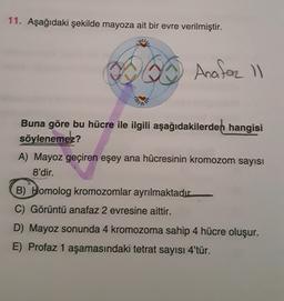 11. Aşağıdaki şekilde mayoza ait bir evre verilmiştir.
Anafor ll
Buna göre bu hücre ile ilgili aşağıdakilerden hangisi
söylenemez?
A) Mayoz geçiren eşey ana hücresinin kromozom sayısı
8'dir.
B) Homolog kromozomlar ayrılmaktadır
C) Görüntü anafaz 2 evresine aittir.
D) Mayoz sonunda 4 kromozoma sahip 4 hücre oluşur.
E) Profaz 1 aşamasındaki tetrat sayısı 4'tür.