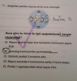 11. Aşağıdaki şekilde mayoza ait bir evre verilmiştir.
Anafor ll
Buna göre bu hücre ile ilgili aşağıdakilerden hangisi
söylenemez?
A) Mayoz geçiren eşey ana hücresinin kromozom sayısı
8'dir.
B) Homolog kromozomlar ayrılmaktadır
C) Görüntü anafaz 2 evresine aittir.
D) Mayoz sonunda 4 kromozoma sahip 4 hücre oluşur.
E) Profaz 1 aşamasındaki tetrat sayısı 4'tür.
