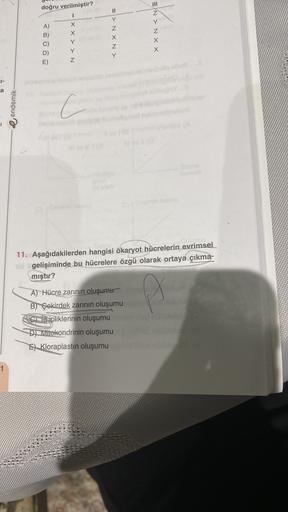 doğru verilmiştir?
Y
Y
A)
B)
=> NXN>
Z
ENNXX
N< < X X -
m ô 6
Y
Y
E)
a
e endemik
C
1
C.
11. Aşağıdakilerden hangisi ökaryot hücrelerin evrimsel
uld gelişiminde bu hücrelere özgü olarak ortaya çıkma-
mıştır?
A) Hücre zarının oluşumu
B) Çekirdek zarının oluş