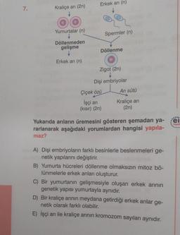 Erkek ani (n)
7.
Kraliçe ani (2n)
Yumurtalar (n)
Spermler (n)
Döllenmeden
gelişme
Döllenme
Erkek ani (n)
Zigot (2n)
+
Dişi embriyolar
Çiçek özü
Ari sütü
İşçi ari
(kisir) (2n)
Kraliçe ari
(2n)
ei
Yayin
Yukarıda arıların üremesini gösteren şemadan ya-
rarlanarak aşağıdaki yorumlardan hangisi yapıla-
maz?
A) Dişi embriyoların farklı besinlerle beslenmeleri ge-
netik yapılarını değiştirir.
B) Yumurta hücreleri döllenme olmaksızın mitoz bö-
lünmelerle erkek arıları oluşturur.
C) Bir yumurtanın gelişmesiyle oluşan erkek arının
genetik yapısı yumurtayla aynıdır.
D) Bir kraliçe arının meydana getirdiği erkek arılar ge-
netik olarak farklı olabilir.
E) İşçi arı ile kraliçe arının kromozom sayıları aynıdır.