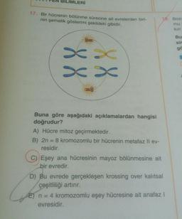 BILIMLERİ
17. Bir hücrenin bölünme sürecine ait evrelerden biri-
nin şematik gösterimi şekildeki gibidir.
Bu
go
.
sxx
Buna göre aşağıdaki açıklamalardan hangisi
doğrudur?
A) Hücre mitoz geçirmektedir.
B) 2n = 8 kromozomlu bir hücrenin metafaz ll ev-
residir.
C) Eşey ana hücresinin mayoz bölünmesine ait
bir evredir.
D) Bu evrede gerçekleşen krossing over kalıtsal
çeşitliliği artırır.
E) n = 4 kromozomlu eşey hücresine ait anafaz !
evresidir.