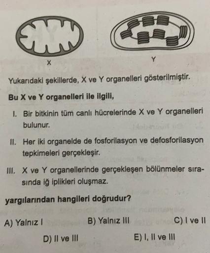 Y
X
Yukarıdaki şekillerde, X ve Y organelleri gösterilmiştir.
Bu X ve Y organelleri ile ilgili,
1. Bir bitkinin tüm canlı hücrelerinde X ve Y organelleri
bulunur.
II. Her iki organelde de fosforilasyon ve defosforilasyon
tepkimeleri gerçekleşir.
III. X ve 