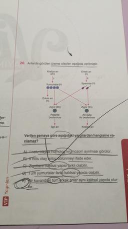 20. Arılarda görülen üreme olayları aşağıda verilmiştir.
Kraliçe an
(2n)
Erkek ar
(n)
Spermler (n)
Yumurtalar (n)
eee
Erkek an
(n)
Zigot (2n)
Zigot (2n)
Polenle
beslenirse
Ari sütü
ile beslenirse
ler-
no-
İşçi ani
Kralice
an
Verilen şemaya göre aşağıdaki yargılardan hangisine va-
rılamaz?
A) I nolu olayda homolog kromozom ayrılması görülür.
B) 1 nolu olay mitoz bölünmeyi ifade eder.
C) Zigotların kalıtsal yapısı
farklı olabilir.
D) Tüm yumurtalar farklı kalıtsal yapıda
olabilir.
Bir kovandaki tüm erkek arılar aynı kalıtsal yapıda olur-
lar.
VİP Yayınları