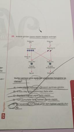 20. Arılarda görülen üreme olayları aşağıda verilmiştir.
Kraliçe an
(2n)
Erkek ar
(n)
Spermler (n)
Yumurtalar (n)
eee
Erkek an
(n)
Zigot (2n)
Zigot (2n)
Polenle
beslenirse
Ari sütü
ile beslenirse
ler-
no-
İşçi ani
Kralice
an
Verilen şemaya göre aşağıdaki yargılardan hangisine va-
rılamaz?
A) I nolu olayda homolog kromozom ayrılması görülür.
B) 1 nolu olay mitoz bölünmeyi ifade eder.
C) Zigotların kalıtsal yapısı
farklı olabilir.
D) Tüm yumurtalar farklı kalıtsal yapıda
olabilir.
Bir kovandaki tüm erkek arılar aynı kalıtsal yapıda olur-
lar.
VİP Yayınları
