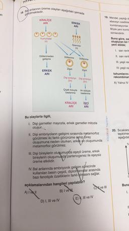 TYTI
In
18. Ba) arılarının üreme olayları aşağıdaki şemada
KRALİÇE
ARI
görülmektedir.
ERKEK
ARI
19. Mendel, yaptığı d
ebeveyn ozellikle
kombinasyonlar
Böyle yeni kombe
isimlendirilir.
600
Yumurtalar
(n)
Buna göre, sa
oluşturan bir
yeni dölde;
Spermler
(n)
1. sarı renk
Döllenmeden
gelişme
Döllenme
II. sarı renk
Döllenme
JO
III. yeşil rer
Zigot
IV. yeşil re
Zigot
ERKEK
ARI
tohumlarını
rekombinar
A) Yalnız IV
Dişi embriyo Dişi embriyo
(2n)
(2n)
1
Çiçek tozuyla Arı sütüyle
beslenme beslenme
KRALİÇE
ARI
işçi
ARI
Bu olaylarla ilgili,
1. Dişi gametler mayozla, erkek gametler mitozla
oluşur.
KÖŞEBILGI Yayınları
20. Sıcaklıkta
tepkimer
aşağıda
TE
II. Dişi embriyoların gelişimi sırasında metamorfoz
görülmesi iki farklı görünüme sahip
birey
oluşumuna neden olurken, erkek arı oluşumunda
metamorfoz görülmez.
III. Dişi bireylerin oluşumunda eşeyli üreme, erkek
bireylerin oluşumunda partenogenez ile eşeysiz
üreme etkilidir.
0
IV. Bal arılarında embriyonik gelişim sürecinde
kullanılan besin çeşidi, diploit Yarvalar arasında
bazı fenotipik özelliklerin farklı plmasını sağlar.
açıklamalarından hangileri yapılabilir?
A) I ve II
B) I veku
CI ve III
CN
Buna
1.
E) N, III ve IV
D) I, III ve IV
1
