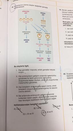 TYTI
In
18. Ba) arılarının üreme olayları aşağıdaki şemada
KRALİÇE
ARI
görülmektedir.
ERKEK
ARI
19. Mendel, yaptığı d
ebeveyn ozellikle
kombinasyonlar
Böyle yeni kombe
isimlendirilir.
600
Yumurtalar
(n)
Buna göre, sa
oluşturan bir
yeni dölde;
Spermler
(n)
1. sarı renk
Döllenmeden
gelişme
Döllenme
II. sarı renk
Döllenme
JO
III. yeşil rer
Zigot
IV. yeşil re
Zigot
ERKEK
ARI
tohumlarını
rekombinar
A) Yalnız IV
Dişi embriyo Dişi embriyo
(2n)
(2n)
1
Çiçek tozuyla Arı sütüyle
beslenme beslenme
KRALİÇE
ARI
işçi
ARI
Bu olaylarla ilgili,
1. Dişi gametler mayozla, erkek gametler mitozla
oluşur.
KÖŞEBILGI Yayınları
20. Sıcaklıkta
tepkimer
aşağıda
TE
II. Dişi embriyoların gelişimi sırasında metamorfoz
görülmesi iki farklı görünüme sahip
birey
oluşumuna neden olurken, erkek arı oluşumunda
metamorfoz görülmez.
III. Dişi bireylerin oluşumunda eşeyli üreme, erkek
bireylerin oluşumunda partenogenez ile eşeysiz
üreme etkilidir.
0
IV. Bal arılarında embriyonik gelişim sürecinde
kullanılan besin çeşidi, diploit Yarvalar arasında
bazı fenotipik özelliklerin farklı plmasını sağlar.
açıklamalarından hangileri yapılabilir?
A) I ve II
B) I veku
CI ve III
CN
Buna
1.
E) N, III ve IV
D) I, III ve IV
1
