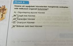 Örnek 3:
Insana ait aşağıdaki hücrelerden hangisinde endoplaz-
mik retikulum organeli bulunmaz?
A) Olgunlaşmış alyuvar hücresi
BY Çizgili kas hücresi
6 Karaciğer hücresi
D) Ovaryum hücresi
E) Böbrek üstü bezi hücresi