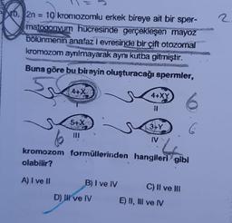 2
0. 2n = 10 kromozomlu erkek bireye ait bir sper-
matogonvum hücresinde gerçekleşen mayoz
bölünmenin anafaz I evresinde bir çift otozomal
kromozom aynımayarak aynı kutba gitmiştir.
Buna göre bu bireyin oluşturacağı spermler,
4+X
4+XY
il
5+X
3+Y
C
IV -
kromozom formüllerinden hangiler gibi
olabilir?
A) I ve II
B) I ve IV
C) II ve III
D) Il ve IV
E) II, III ve IV