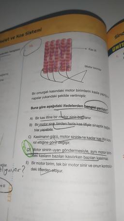 Sind
kelet ve Kos Sistemi
10.
Kas lifi
ÜNİT
Motor birimler
Bir omurgalı kasındaki motor birimlerin kasla yaptigis
napslar yukarıdaki şekilde verilmiştir.
Buna göre aşağıdaki ifadelerden hangisi yanlıştır?
A) Вir kas lifine bir motor sinir bağlanır.
B) Bir motor sinir, birden fazla kas lifiyle sinaptik bağlan-
tılar yapabilir
C) Kasılmanın gücü, motor sinirin ne kadar kas lifini kont-
rol ettiğine göre değişir.
D) Motor sinirin uyarı göndermesiyle, aynı motor birim-
deki kasların bazıları kasılırken bazıları kasılmaz.
Hlynor?
E) Bir motor birim, tek bir motor sinir ve onun kontrolün-
deki liflerden
oluşur.
Je III
LIN