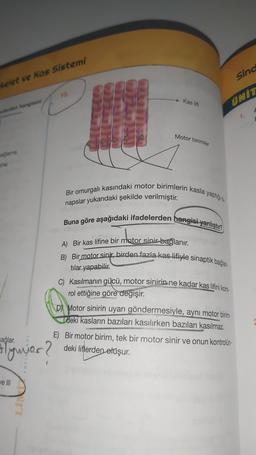 Sind
kelet ve Kos Sistemi
10.
Kas lifi
ÜNİT
Motor birimler
Bir omurgalı kasındaki motor birimlerin kasla yaptigis
napslar yukarıdaki şekilde verilmiştir.
Buna göre aşağıdaki ifadelerden hangisi yanlıştır?
A) Вir kas lifine bir motor sinir bağlanır.
B) Bir motor sinir, birden fazla kas lifiyle sinaptik bağlan-
tılar yapabilir
C) Kasılmanın gücü, motor sinirin ne kadar kas lifini kont-
rol ettiğine göre değişir.
D) Motor sinirin uyarı göndermesiyle, aynı motor birim-
deki kasların bazıları kasılırken bazıları kasılmaz.
Hlynor?
E) Bir motor birim, tek bir motor sinir ve onun kontrolün-
deki liflerden
oluşur.
Je III
LIN
